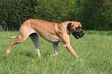 DOGUE ALLEMAND 518